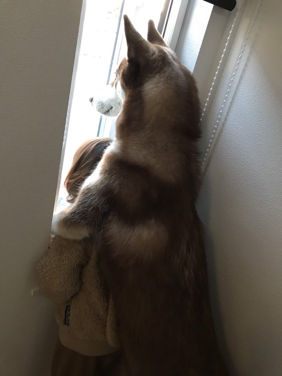 左　せなさん4ヶ月 右　せなさん8ヶ月 のあさんの身長軽々越しました😂 にしても良い写真😳 