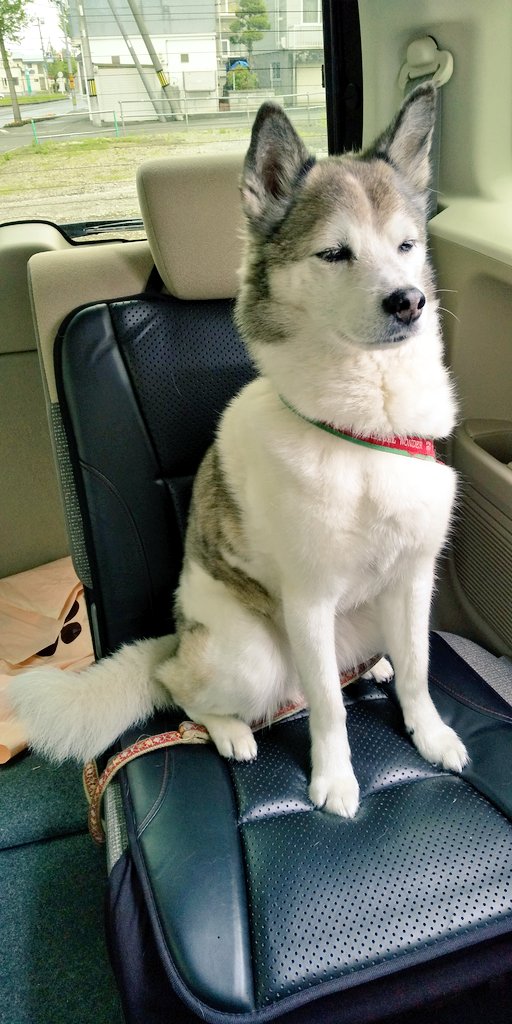 予防接種待ちで『無』の状態になってるいっぬ 