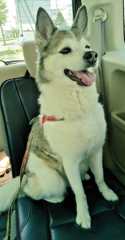 予防接種が終わって『無敵』のいっぬ