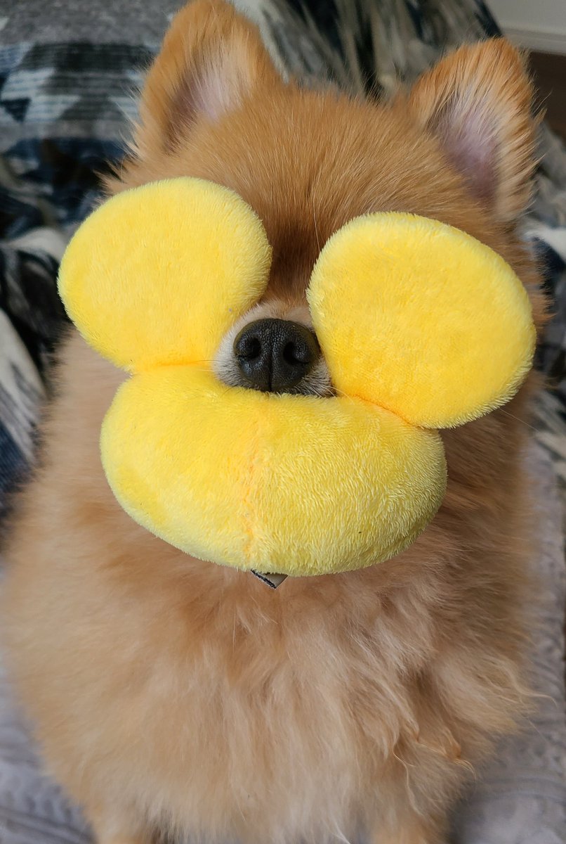 🐶が遊んでっておもちゃ持ってきたけど、この状態で笑ってしまった(笑) 絶対前見えないでしょ(笑) 