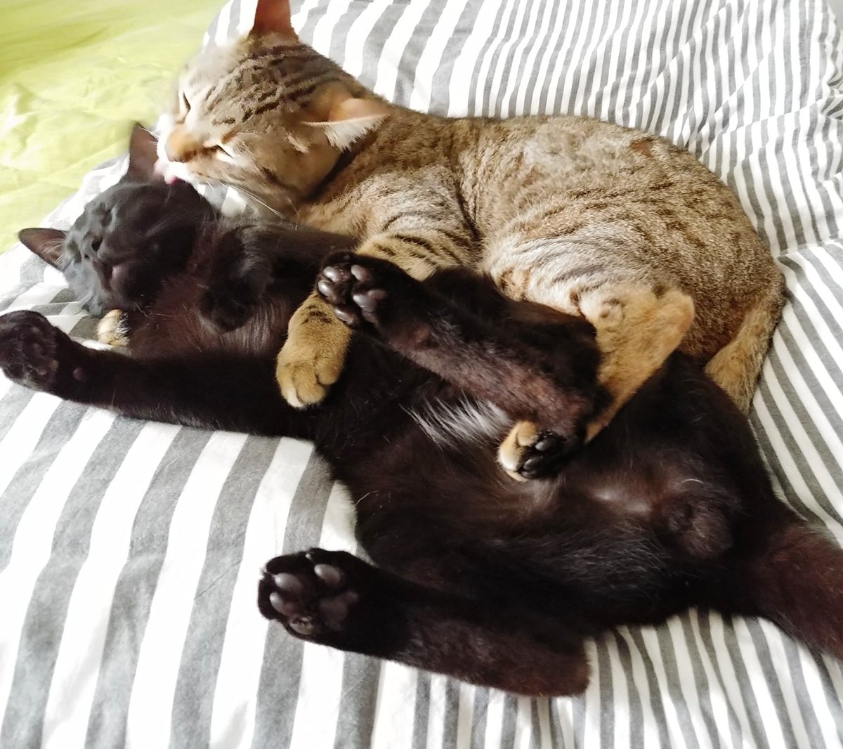 くっついていなくても同じ部屋であったり、近くであったり、やっぱりくっついていたかったり