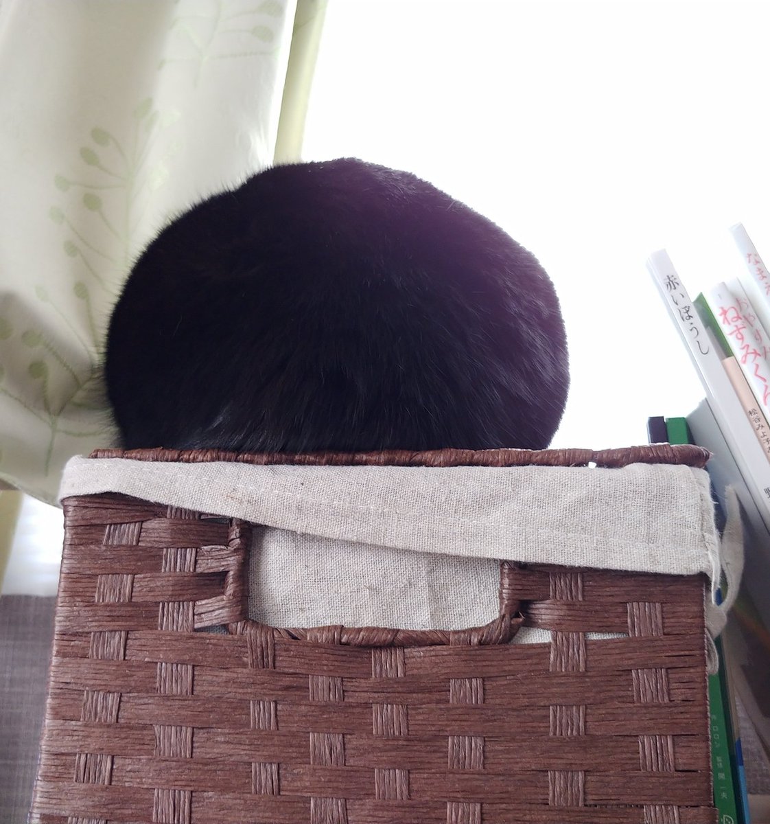 (「何も知らなかったら『棚の上に黒い帽子が置いてある』と思ってしまう」と配偶者談) あまりの丸さに思わずポンと手を乗せたら、黒猫は寝ていたのか油断していたのか大層驚いて「ピャーイ?!」と変な鳴き声出して振り返った