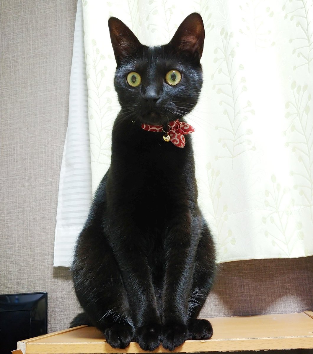 ダメ元で黒猫を「ティチャラ(黒猫の名前)だよ」と紹介したら「ティチャアア
