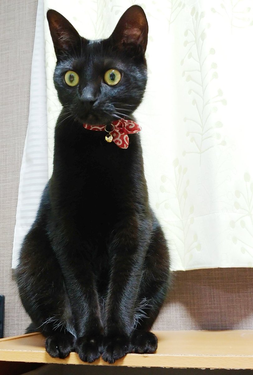 ダメ元で黒猫を「ティチャラ(黒猫の名前)だよ」と紹介したら「ティチャアア