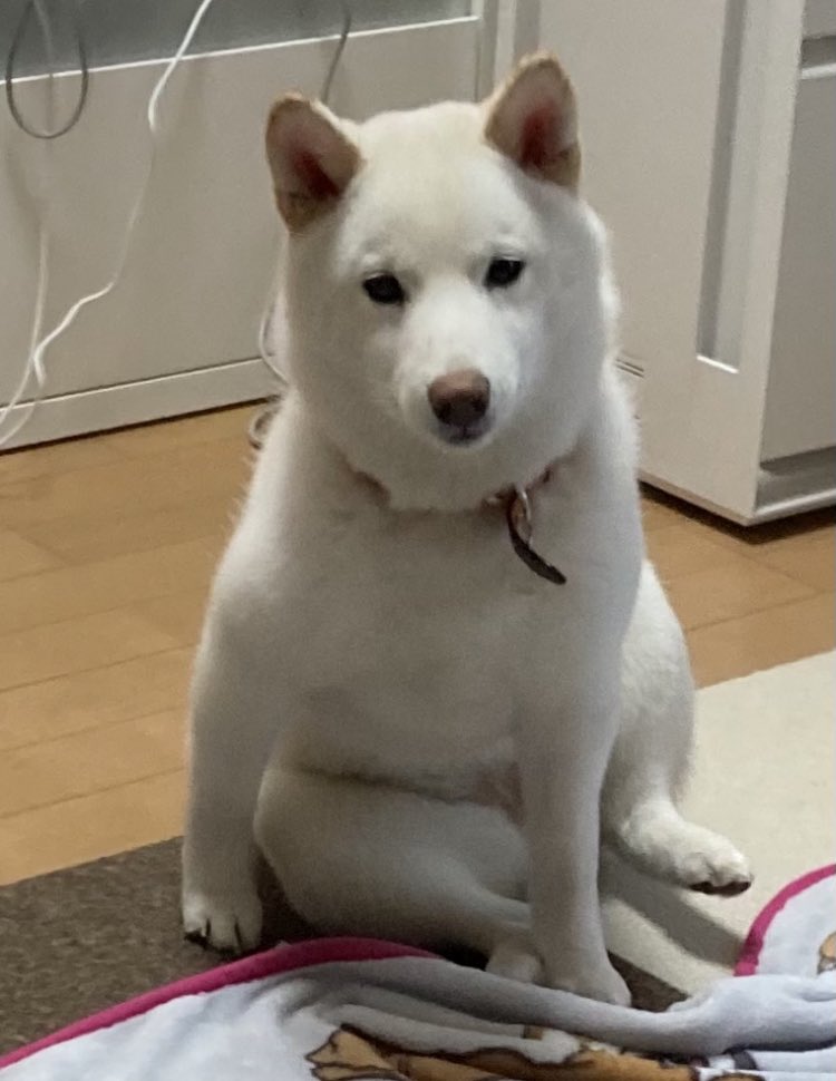 うちの子細くて心配😢ってずっと思い続けてたんだけど、心配する必要がないことにやっと気づきました…