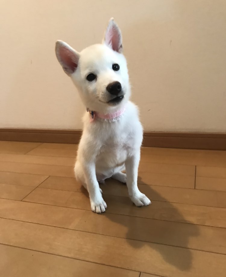 うちの子細くて心配😢ってずっと思い続けてたんだけど、心配する必要がないことにやっと気づきました… 