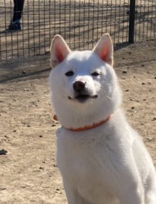 ドッグランに行ったのにほぼ走らず、ドヤ顔してたの最高だな 