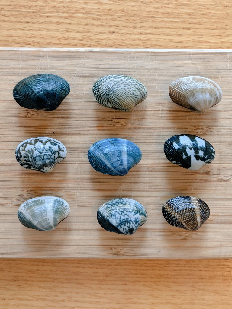 毎年恒例 活あさりのジャケ買い 