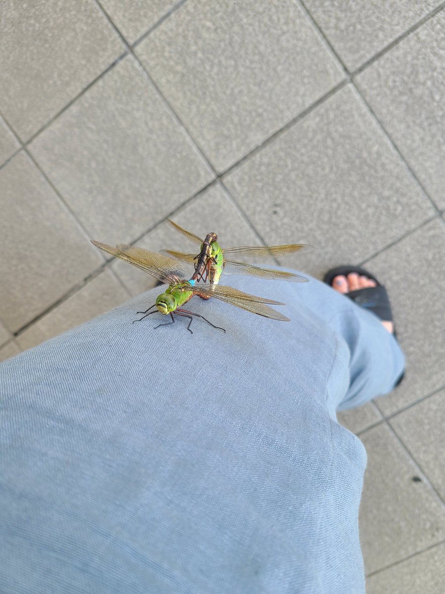 人の脚で交尾しないでくれませんか！！！？！？！！？！！？！ 