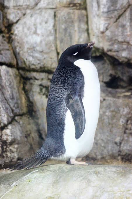 アデリーペンギンが目を閉じたときのこの顔が好きなんだが 