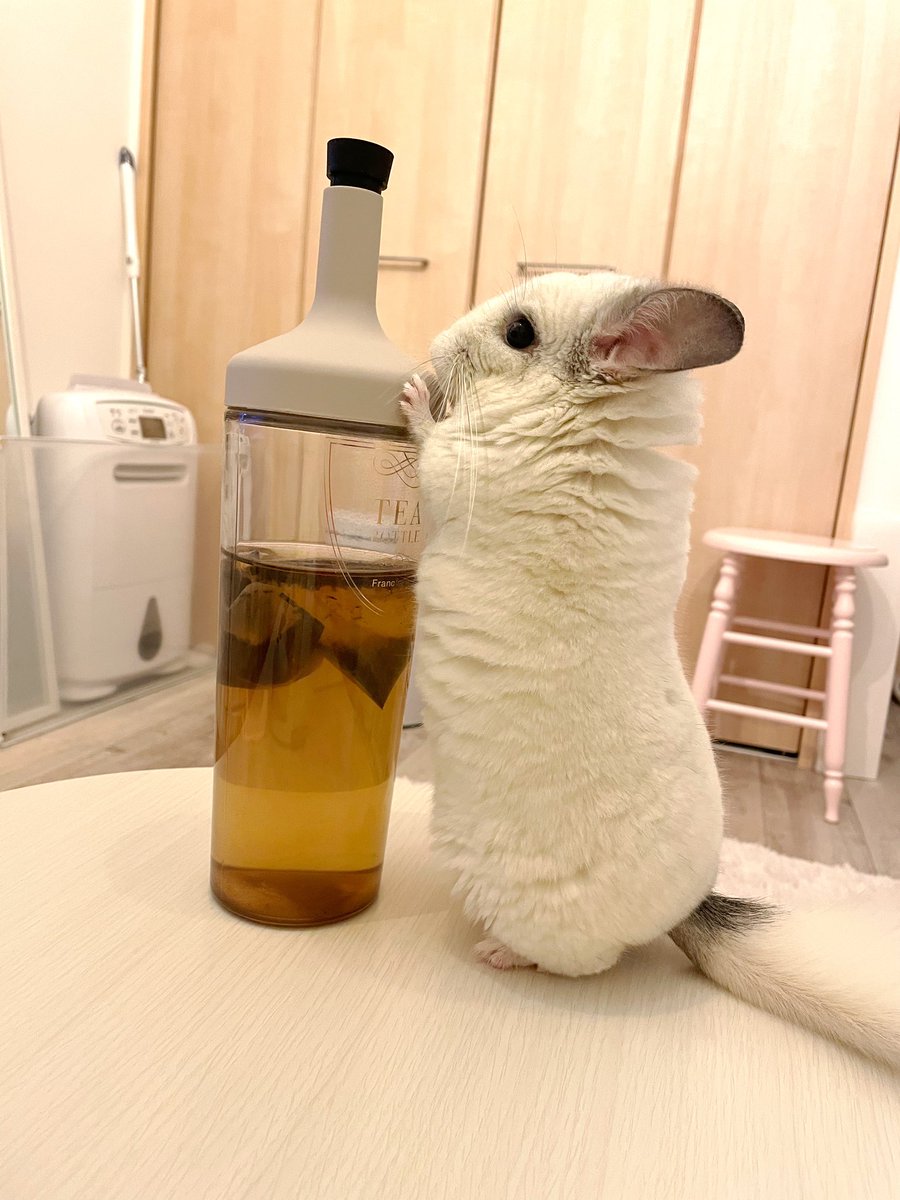 ほうじ茶で尻を冷やすな 