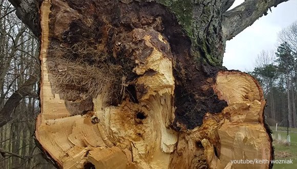 木から現われた伝説の幽霊「ホワイトレディ」   まるでこの土地に伝わる伝説の幽霊かのよう