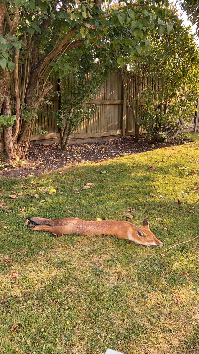 「今日のロンドンは暑すぎてキツネも溶けてる」 Too hot for the fox in London today! どこもかしこも暑い