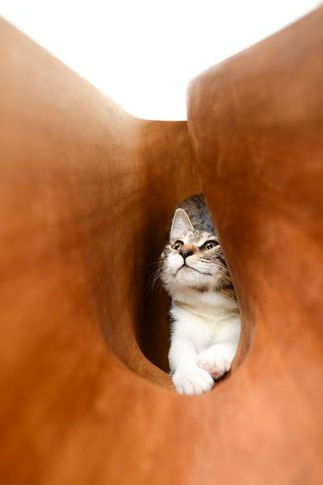 どこまでも「ネコ目線」でデザインされた、人とネコが共存するデスク 香港の建築デザイン事務所「LYCS Architecture’s」が2013年にデザインしたもの