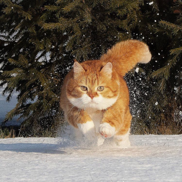 ロシアの猫、ジンジャーの日常 もともと野良猫だったジンジャー
