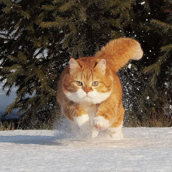 ロシアの猫、ジンジャーの日常   もともと野良猫だったジンジャー