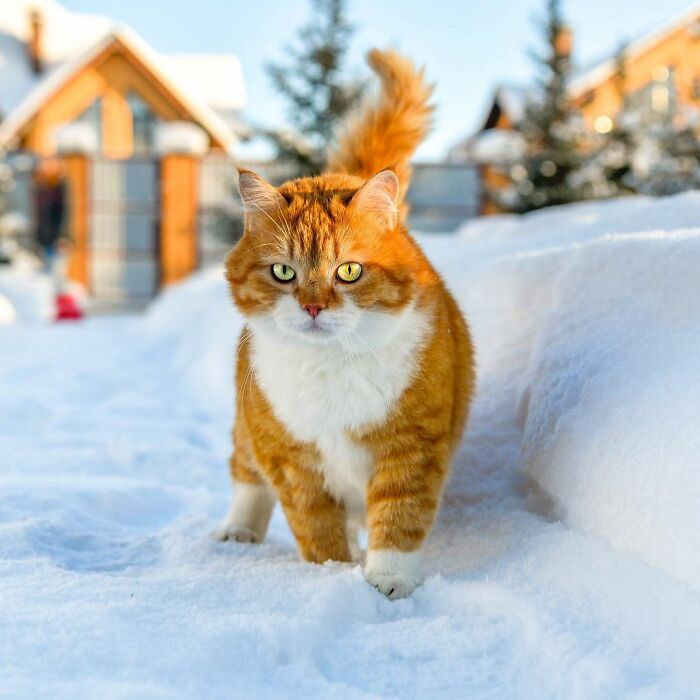 ロシアの猫、ジンジャーの日常 もともと野良猫だったジンジャー