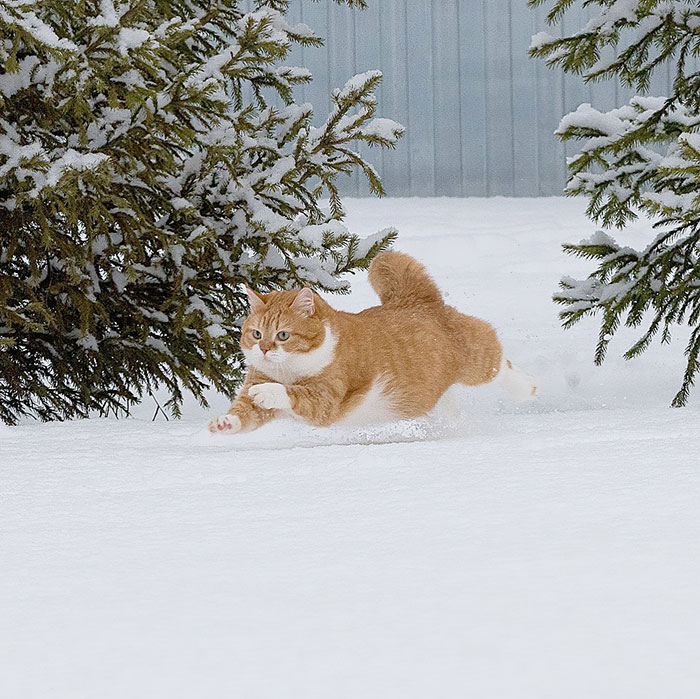 ロシアの猫、ジンジャーの日常 もともと野良猫だったジンジャー