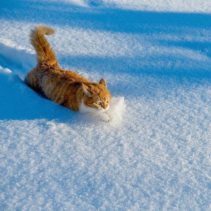 ロシアの猫、ジンジャーの日常 もともと野良猫だったジンジャー