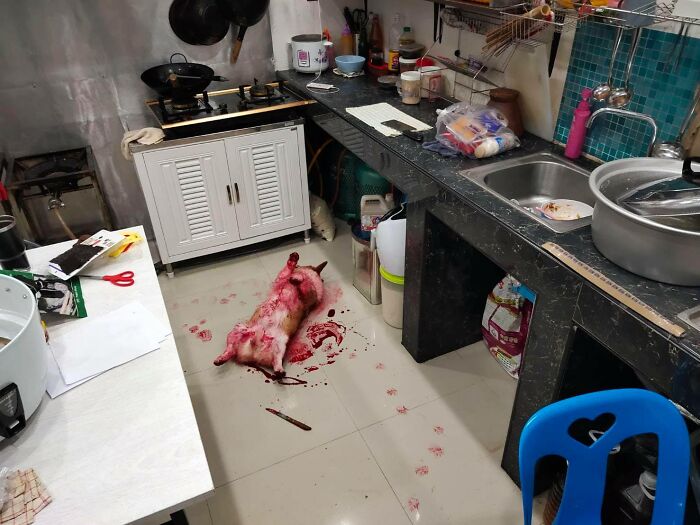 実は赤いシロップ」  タイ・アユタヤのドッグカフェのオーナーが飼っているコーギー