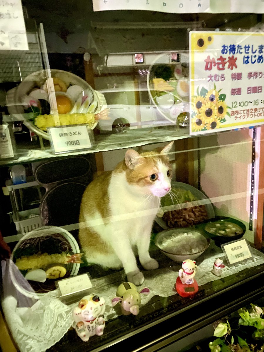 閉店した蕎麦屋の窓に猫が居てガチの悲鳴上げた 