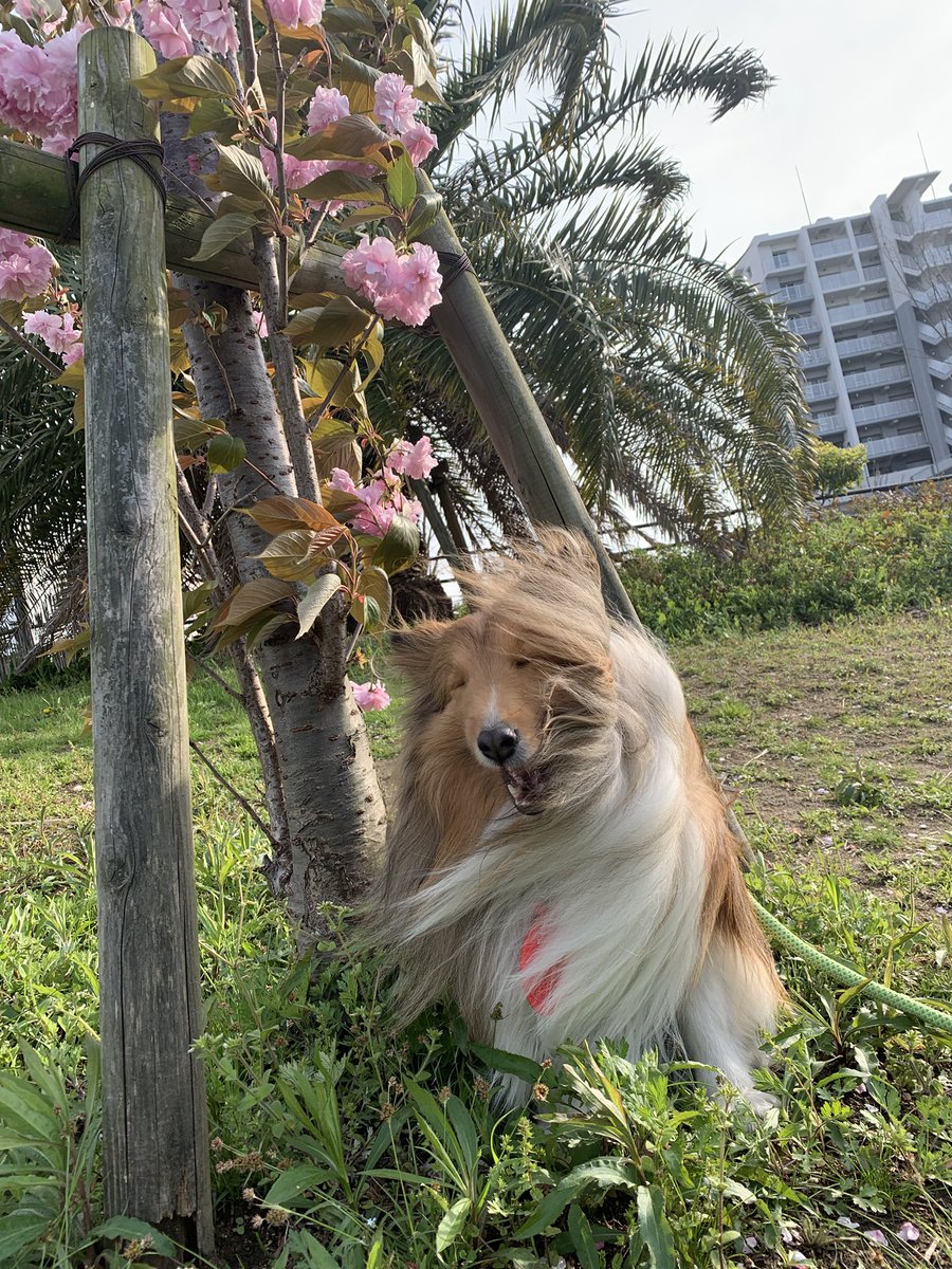 わー！やだー！風つよーい 