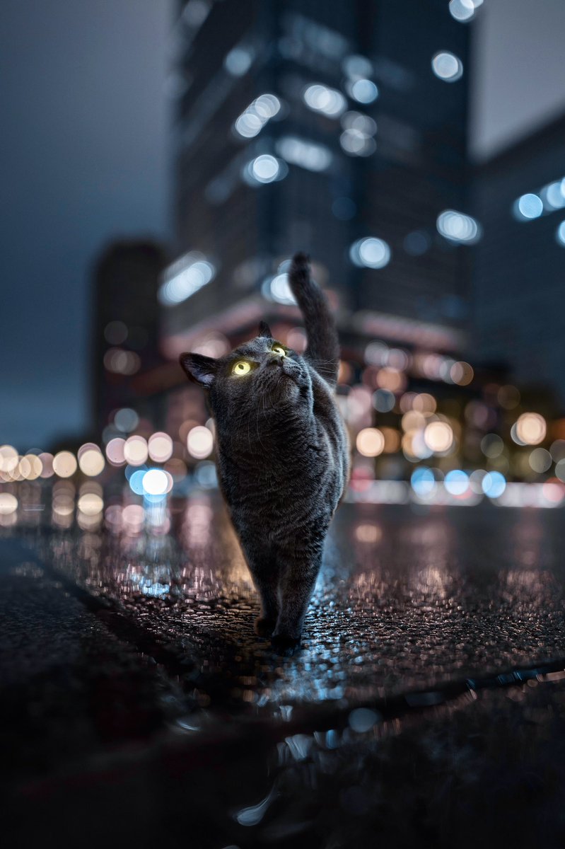 縦サムネになったので自信作の猫ちゃんを見てほしい🐈 