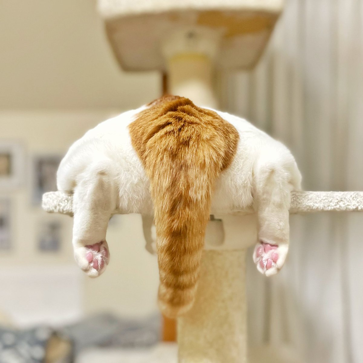 夏季限定スタイル。  #茶白猫  #猫のいる暮らし 