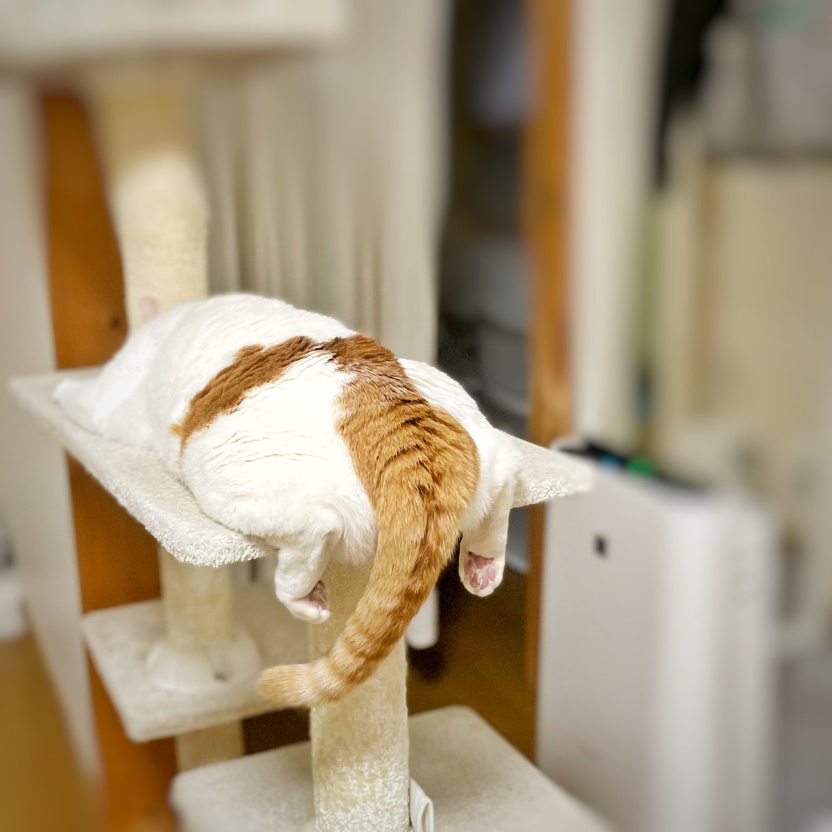 夏季限定スタイル。  #茶白猫  #猫のいる暮らし 