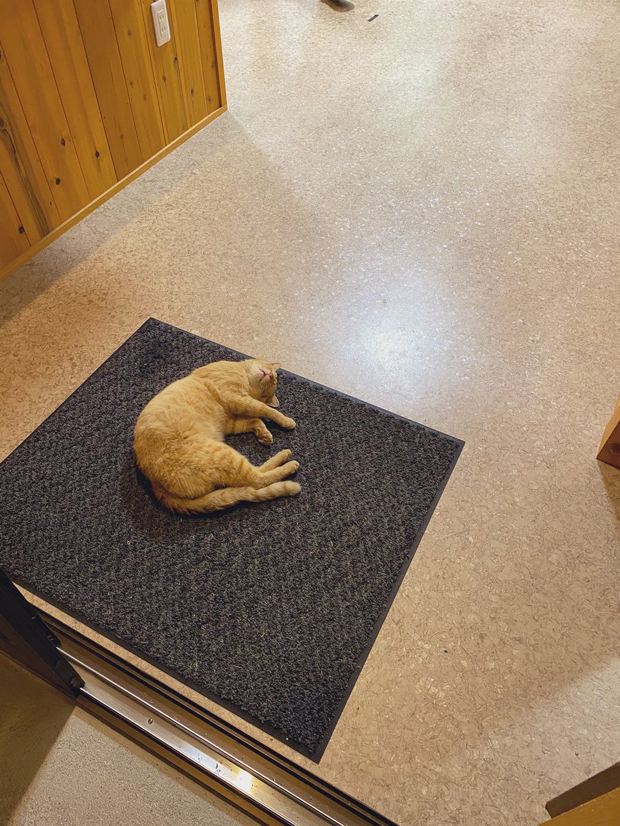 初めて行った温泉であまりにも堂々と爆睡する猫発見