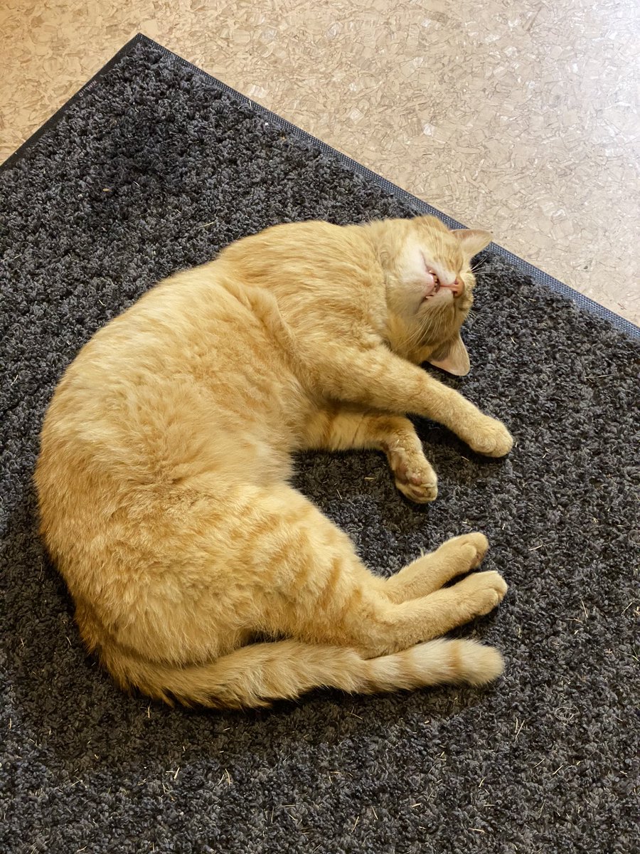 初めて行った温泉であまりにも堂々と爆睡する猫発見