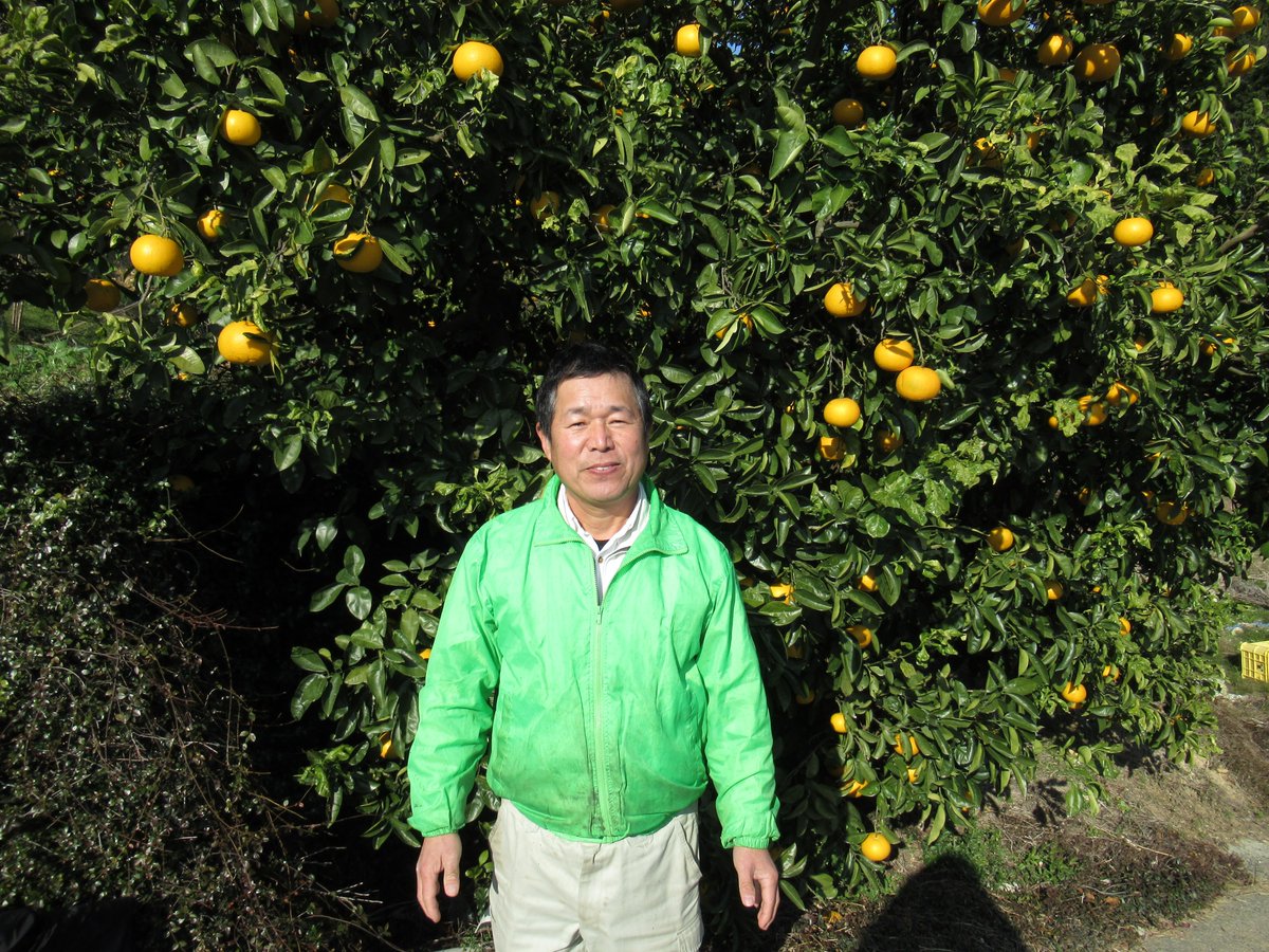 ミカンは食べ放題で、自由に伸び伸びとやってくれたらよい