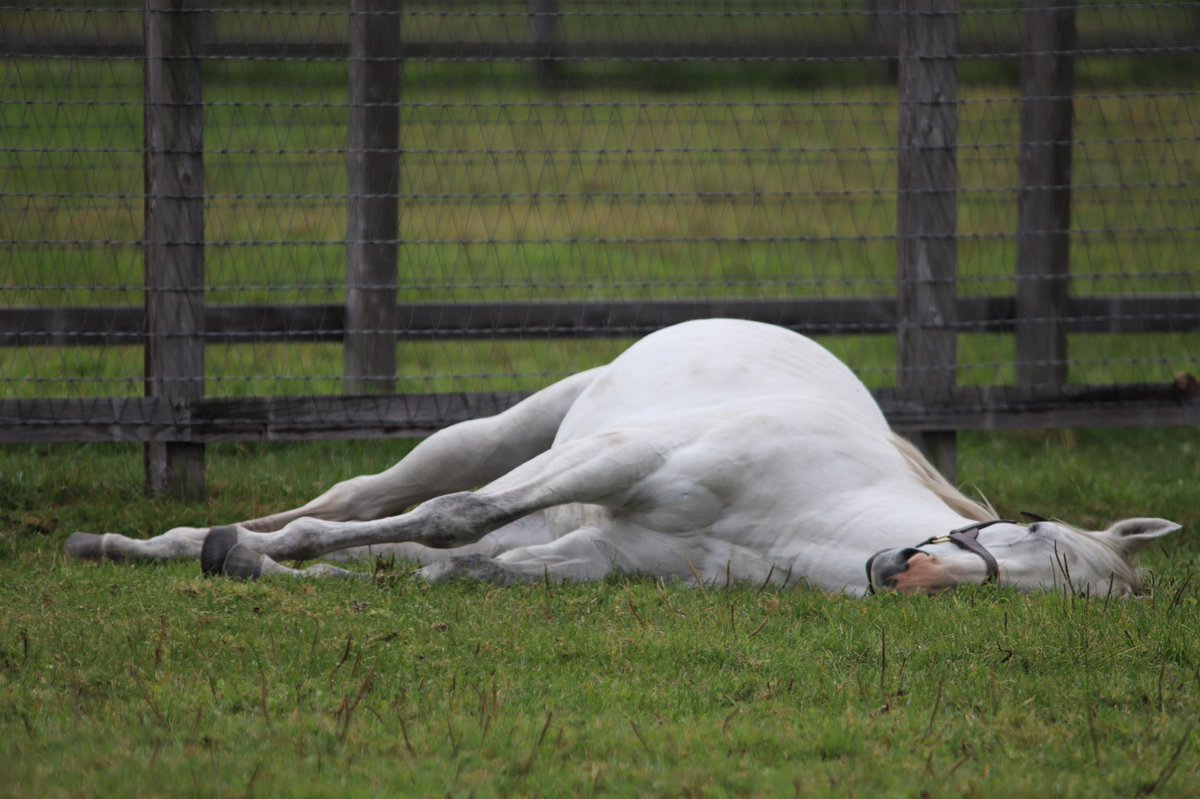 家人が数年前にファームで撮影したゴルシ。期待を裏切らない。 