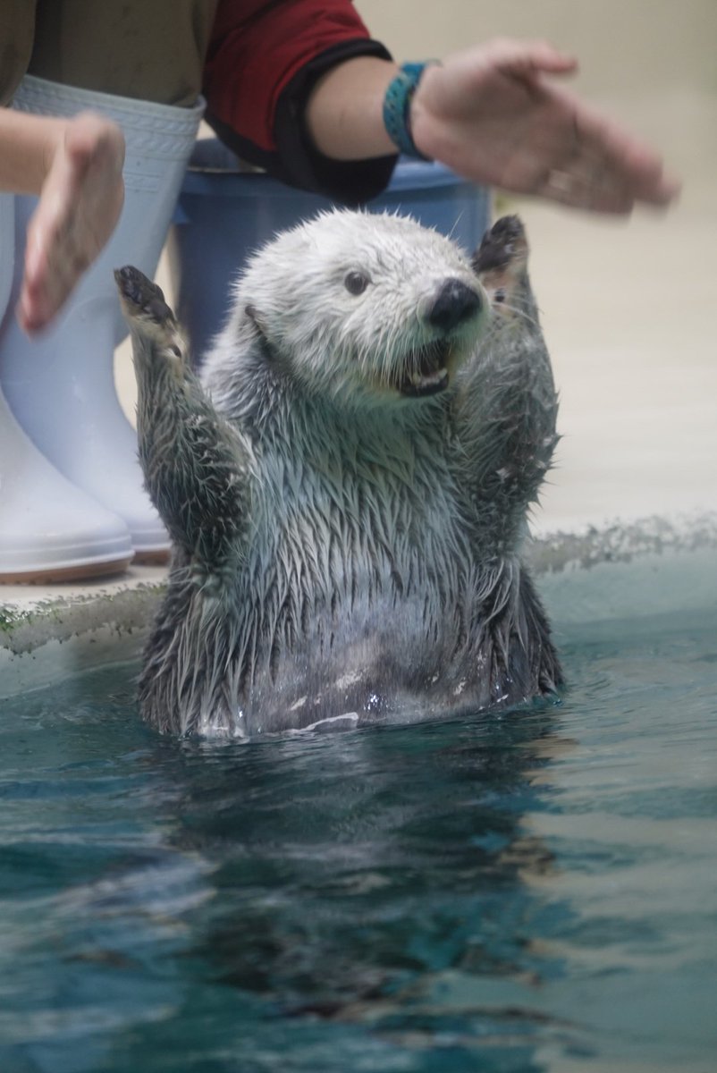 がおーー！！  #鳥羽水族館 #ラッコ #メイ 