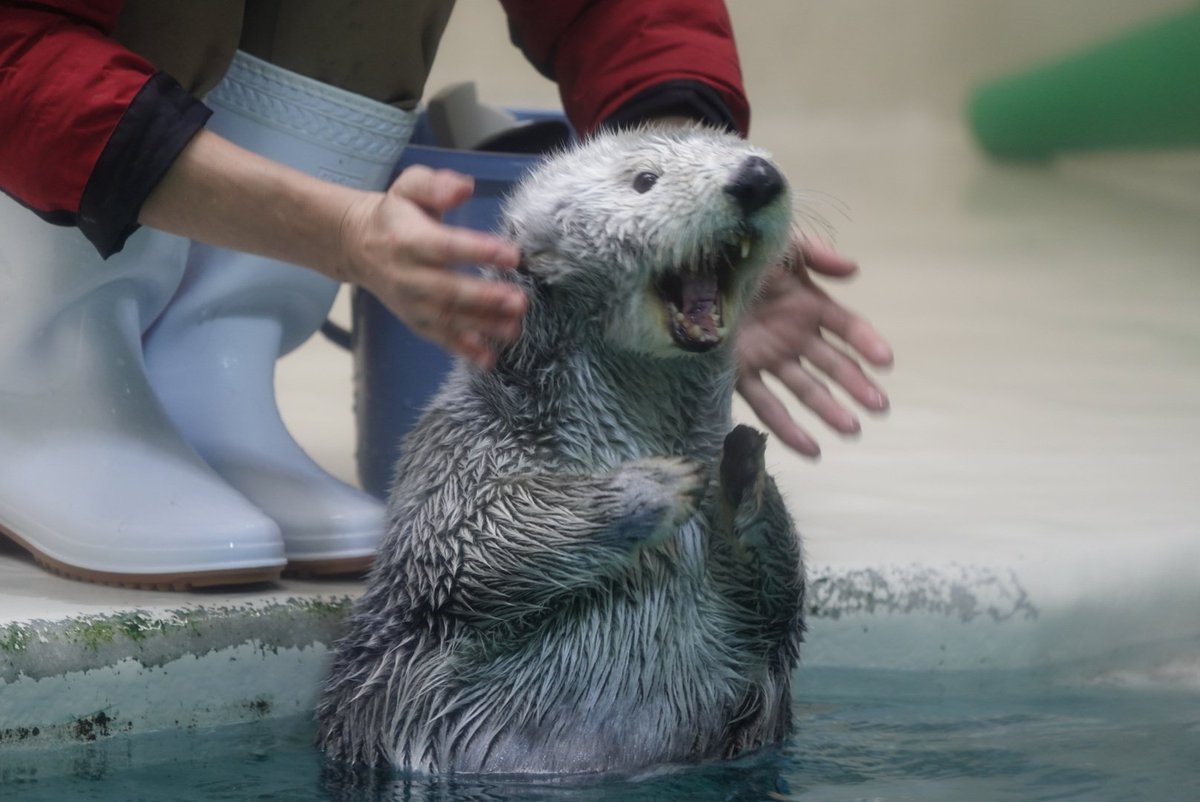 がおーー！！  #鳥羽水族館 #ラッコ #メイ 