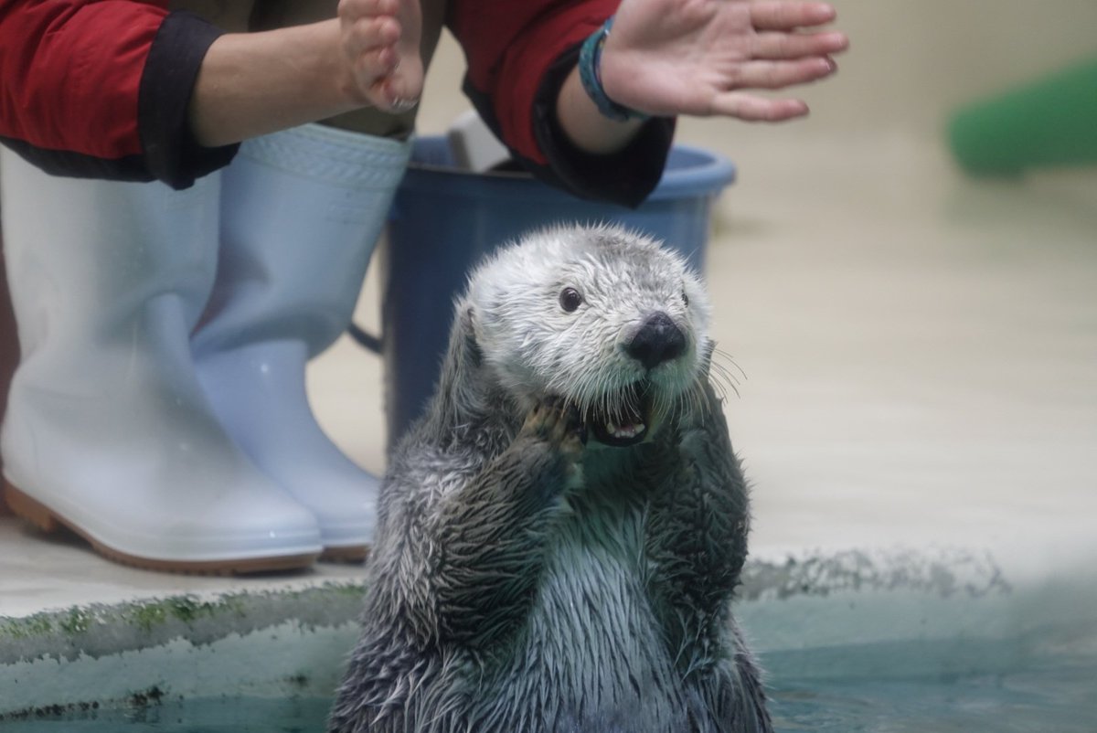がおーー！！  #鳥羽水族館 #ラッコ #メイ 