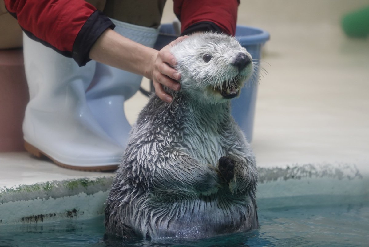 がおーー！！  #鳥羽水族館 #ラッコ #メイ 
