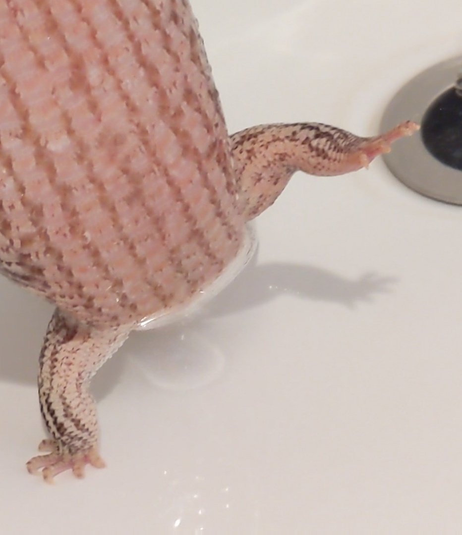 少しでもお湯から逃げたいトカゲの脚見て 