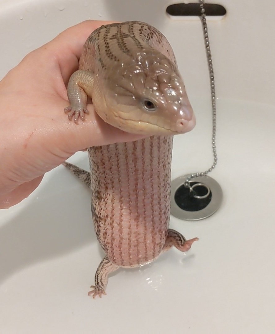 少しでもお湯から逃げたいトカゲの脚見て 