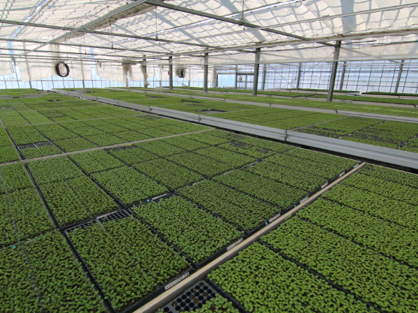 お客様が望む苗を、望む状態で届ける生産体制