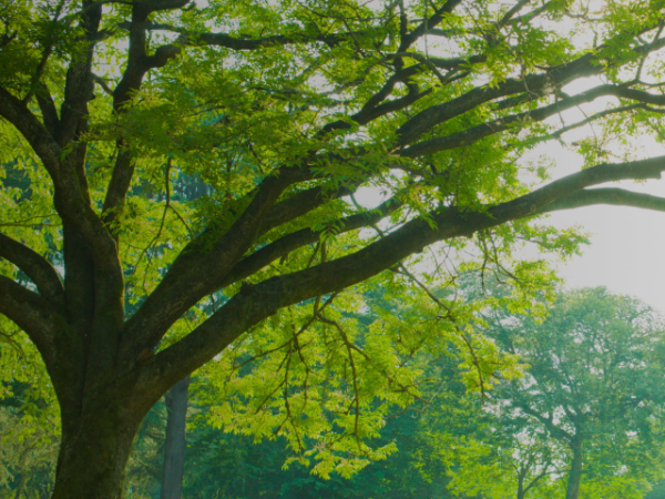 SDGs 社会貢献活動