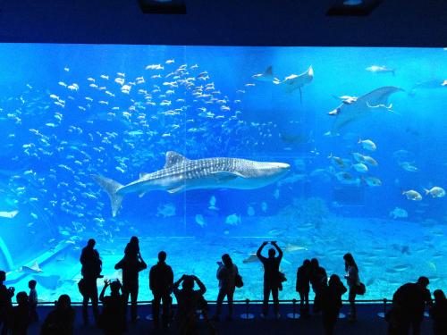 沖縄旅 沖縄美ら海水族館周辺の観光 グルメスポットmap Map Life 沖縄旅 沖縄美ら海水族館周辺の観光 グルメスポットmap Map Life