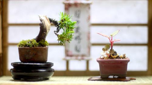 盆栽マップ Map Life