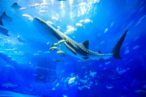 沖縄旅 沖縄美ら海水族館周辺の観光 グルメスポットmap Map Life 沖縄旅 沖縄美ら海水族館周辺の観光 グルメスポットmap Map Life