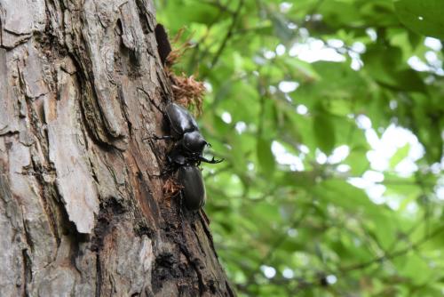 むつみごろmap Map Life