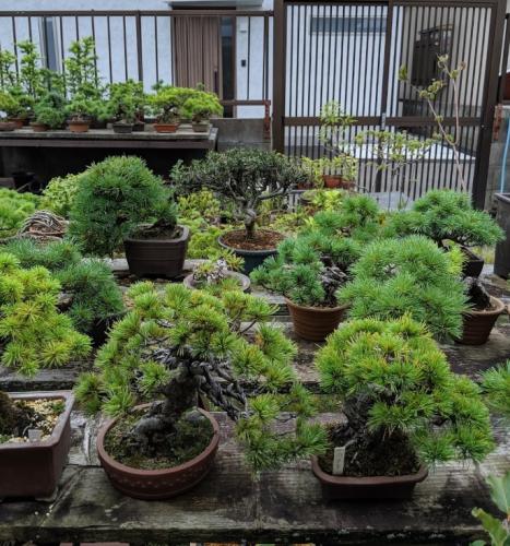 盆栽マップ Map Life