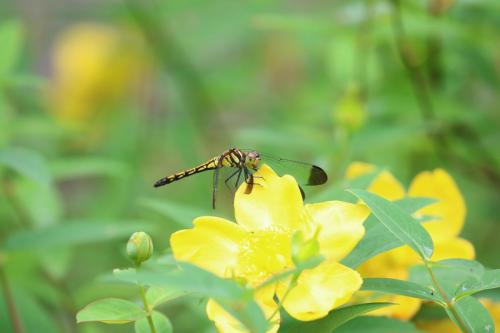 むつみごろmap Map Life