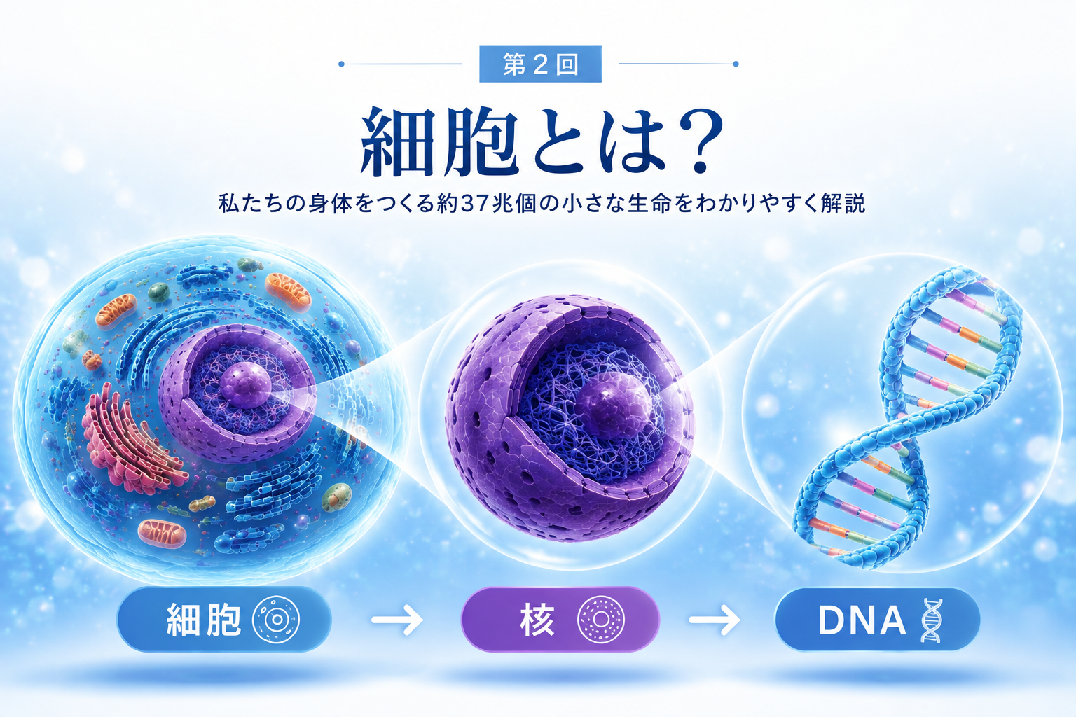 【No2】細胞とは?私たちの身体をつくる約37兆個の小さな生命をわかりやすく解説