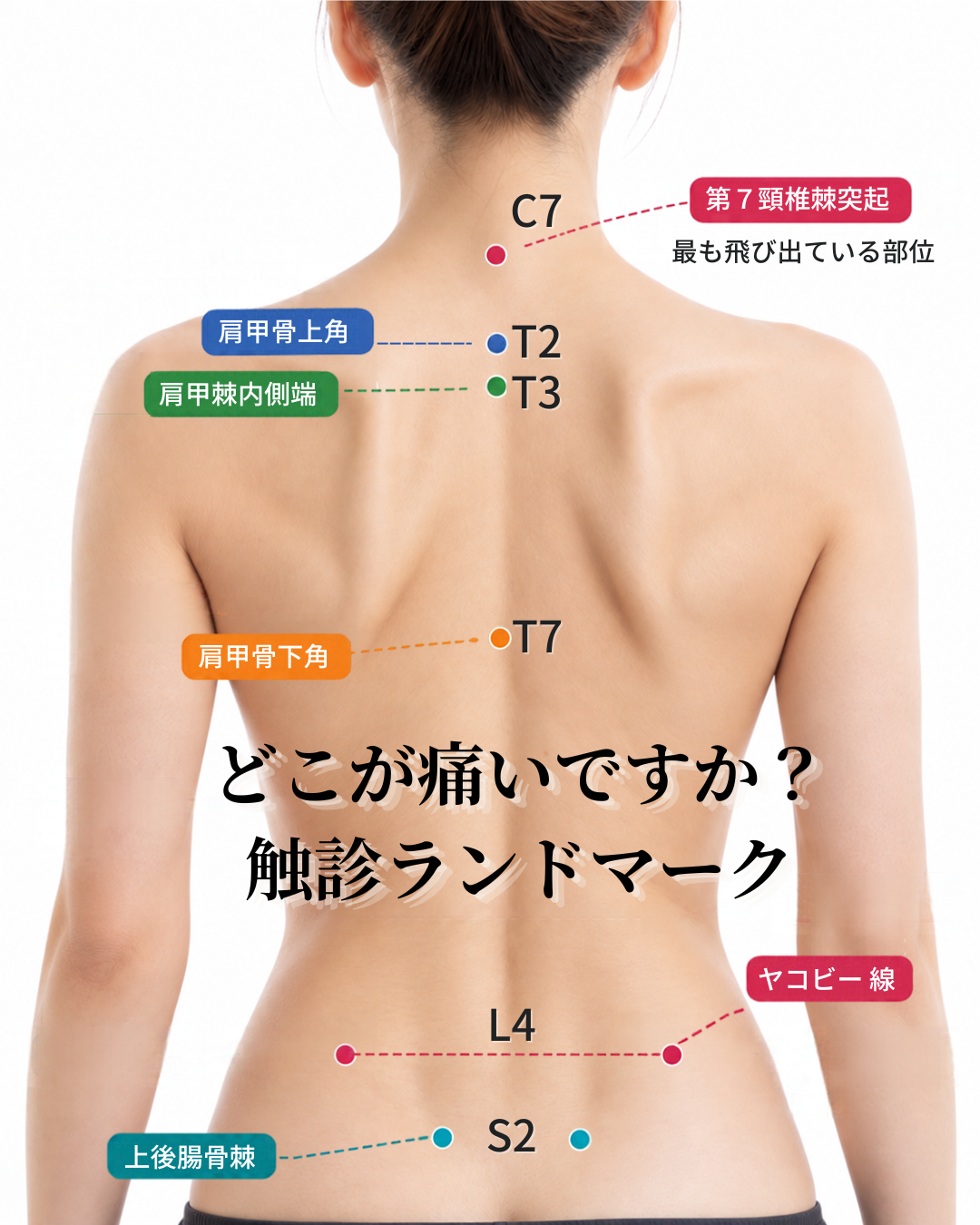 背骨の位置、正しく分かりますか？腰痛と骨ランドマークの関係｜福岡市南区若久の整体・プライベートリハビリ
