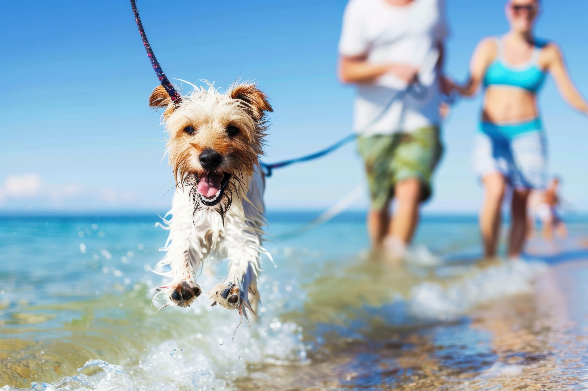 【新潟の犬連れ旅行】愛犬と泊まる宿の選び方・持ち物チェックリスト｜大型犬・多頭飼いの注意点